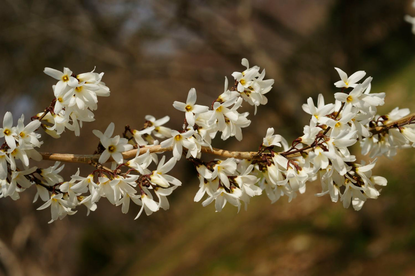 Abeliophyllum distichum Schneeforsythie