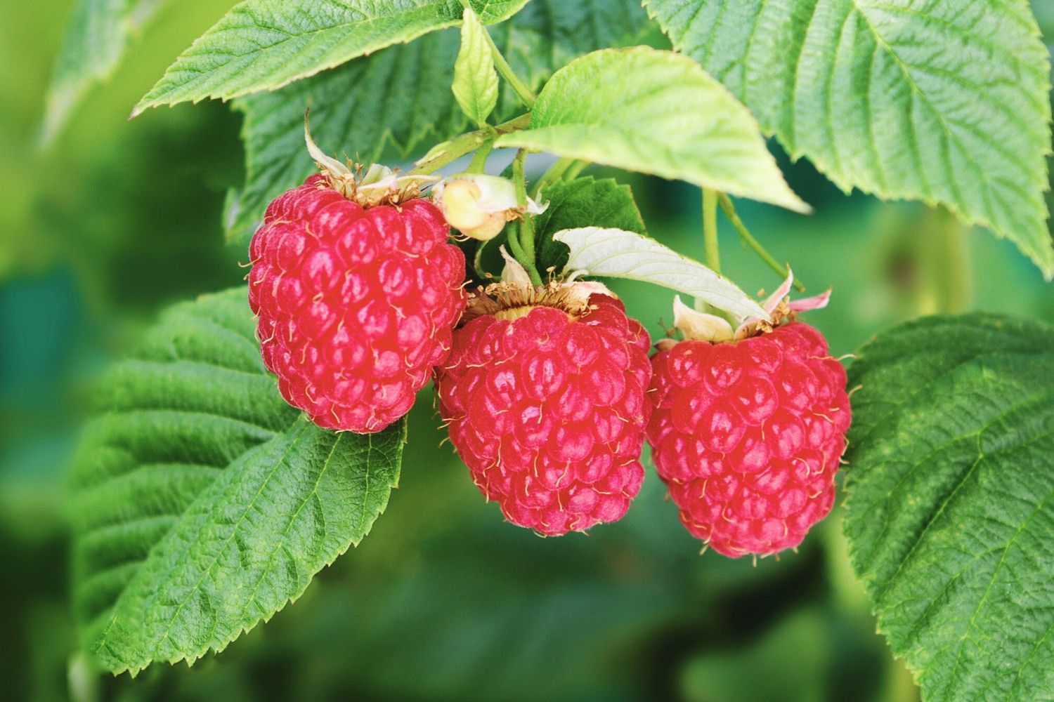Rubus idaeus Blissy ® 'Autumn Bliss' ® Herbsthimbeere