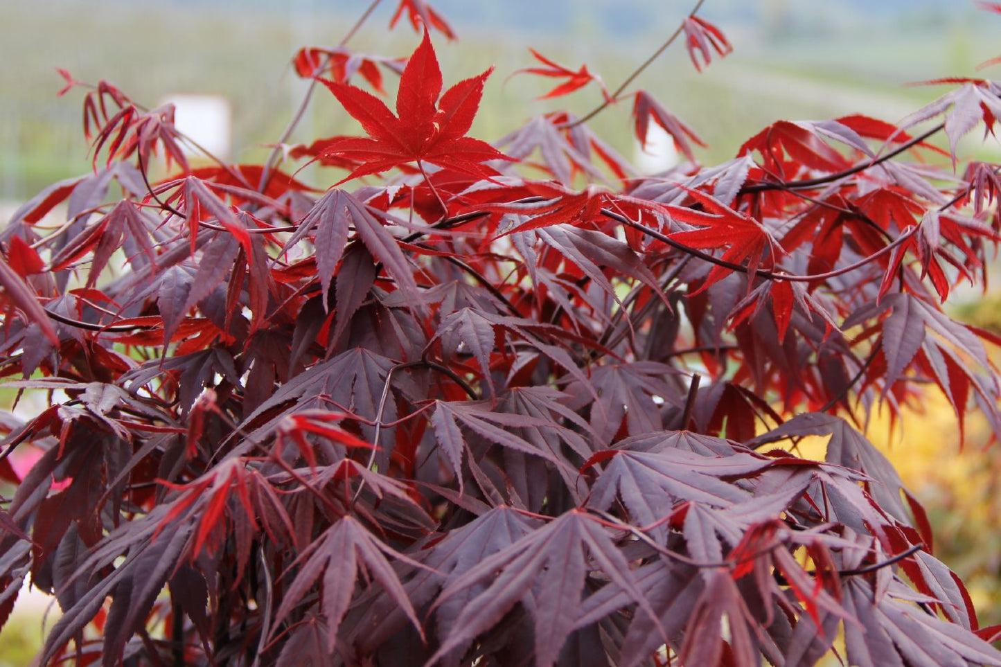 Acer palmatum 'Bloodgood' Roter Fächerahorn
