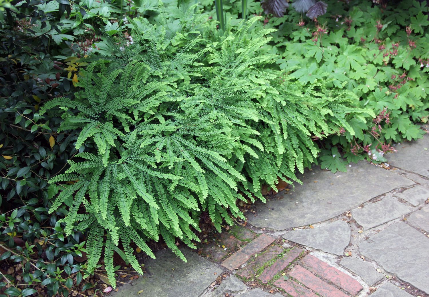 Adiantum pedatum Pfauenradfarn