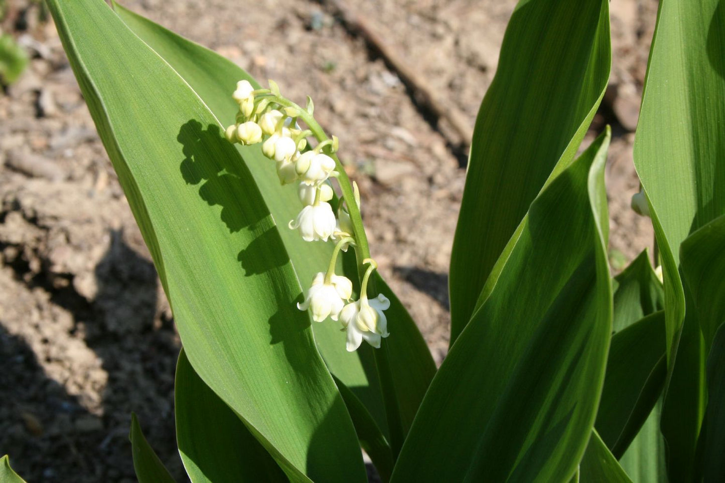 Convallaria majali Maiglöckchen Convallaria majali Maiglöckchen