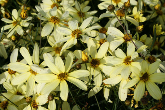 Coreopsis verticillata 'Moonbeam' Quirlblättriges Mädchenauge