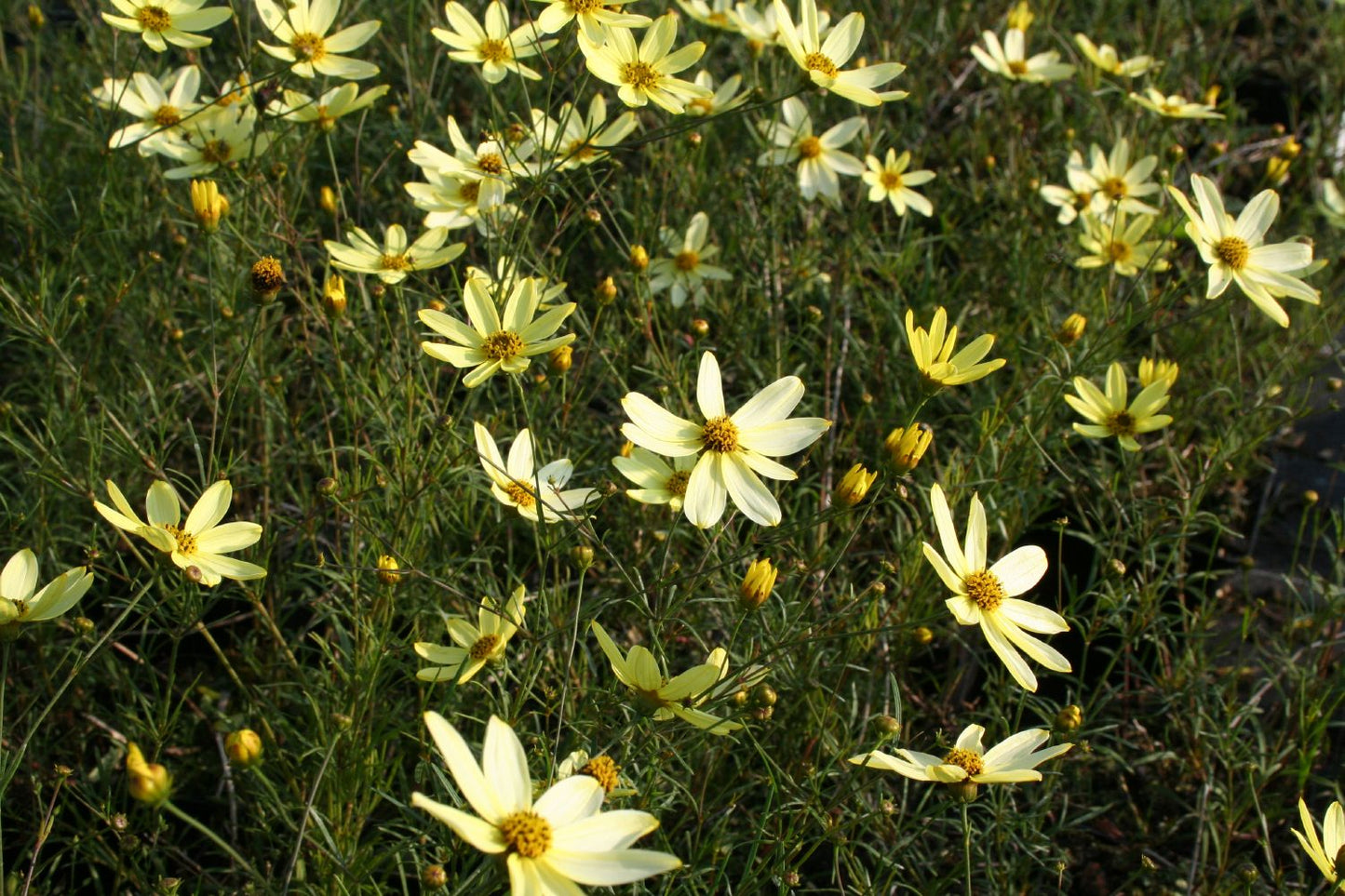 Coreopsis verticillata 'Moonbeam' (Quirlblättriges Mädchenauge)