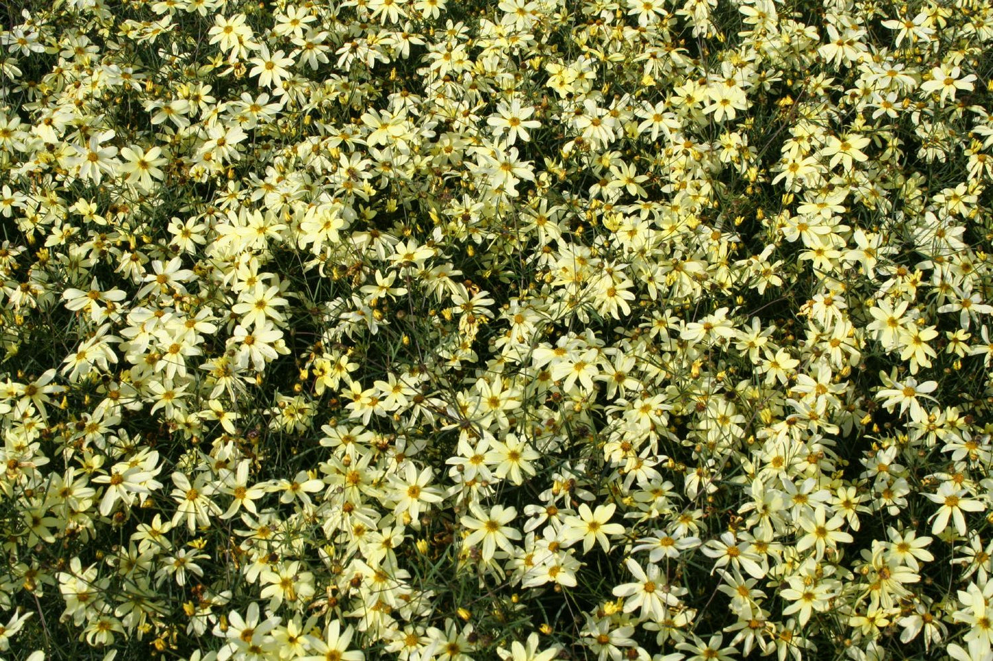 Coreopsis verticillata 'Moonbeam' (Quirlblättriges Mädchenauge)