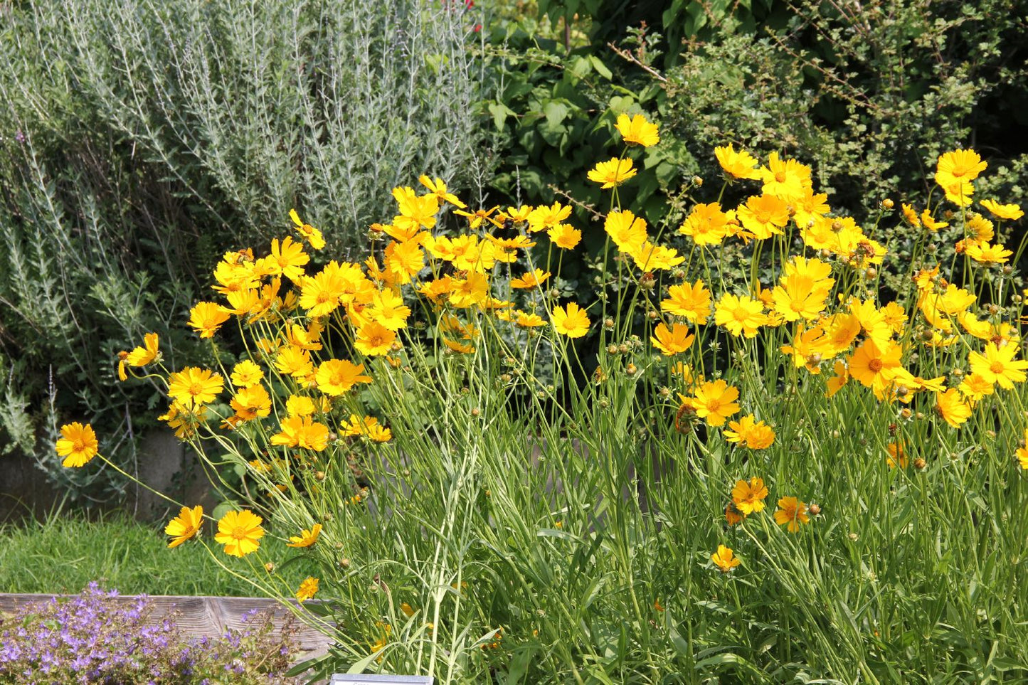 Coreopsis grandiflora 'Schnittgold' (Großblumiges Mädchenauge)