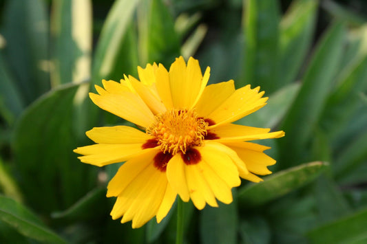 Coreopsis lanceolata 'Rotkehlchen' Niedriges Garten-Mädchenauge