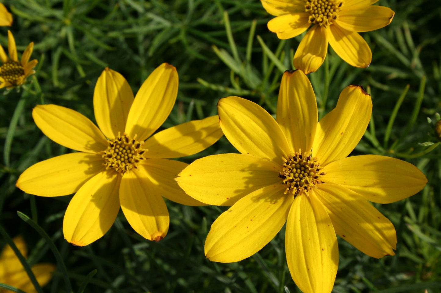 Coreopsis verticillata 'Zagreb' Quirlblättriges Garten-Mädchenauge