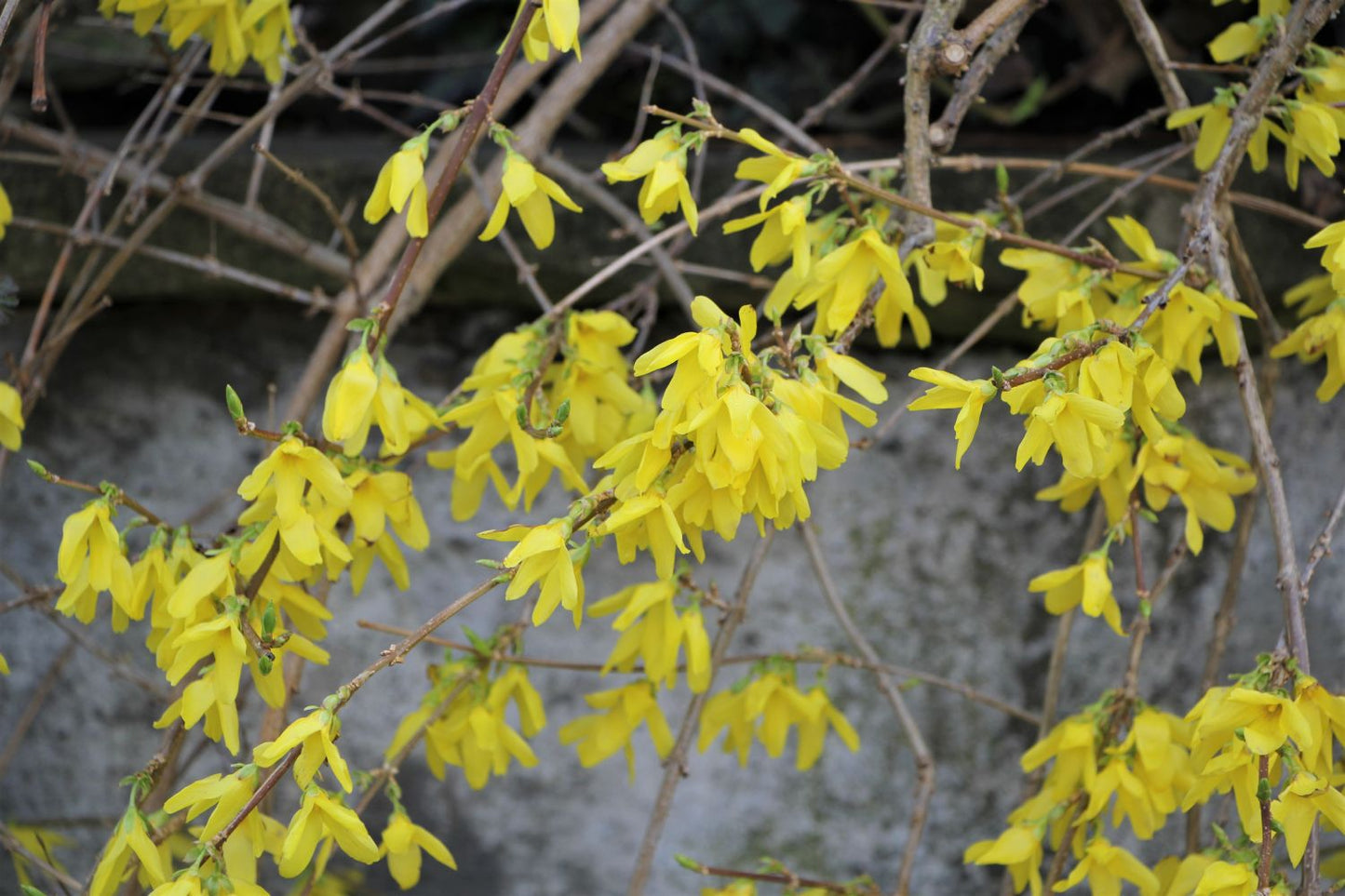 Forsythia intermedia 'Goldrausch' Forsythie