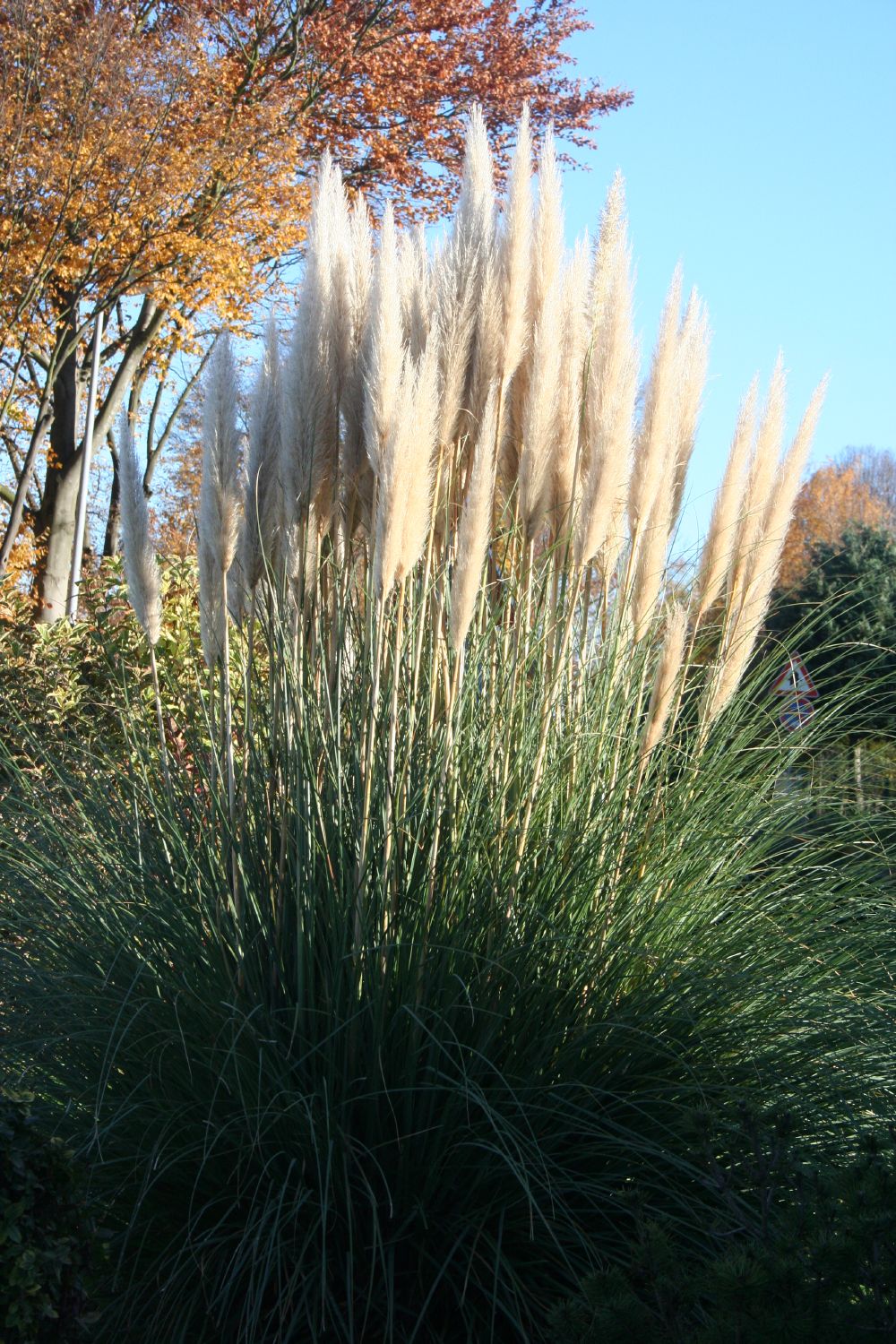 Cortaderia selloana 'Pumila' (Kleines Garten-Pampasgras)