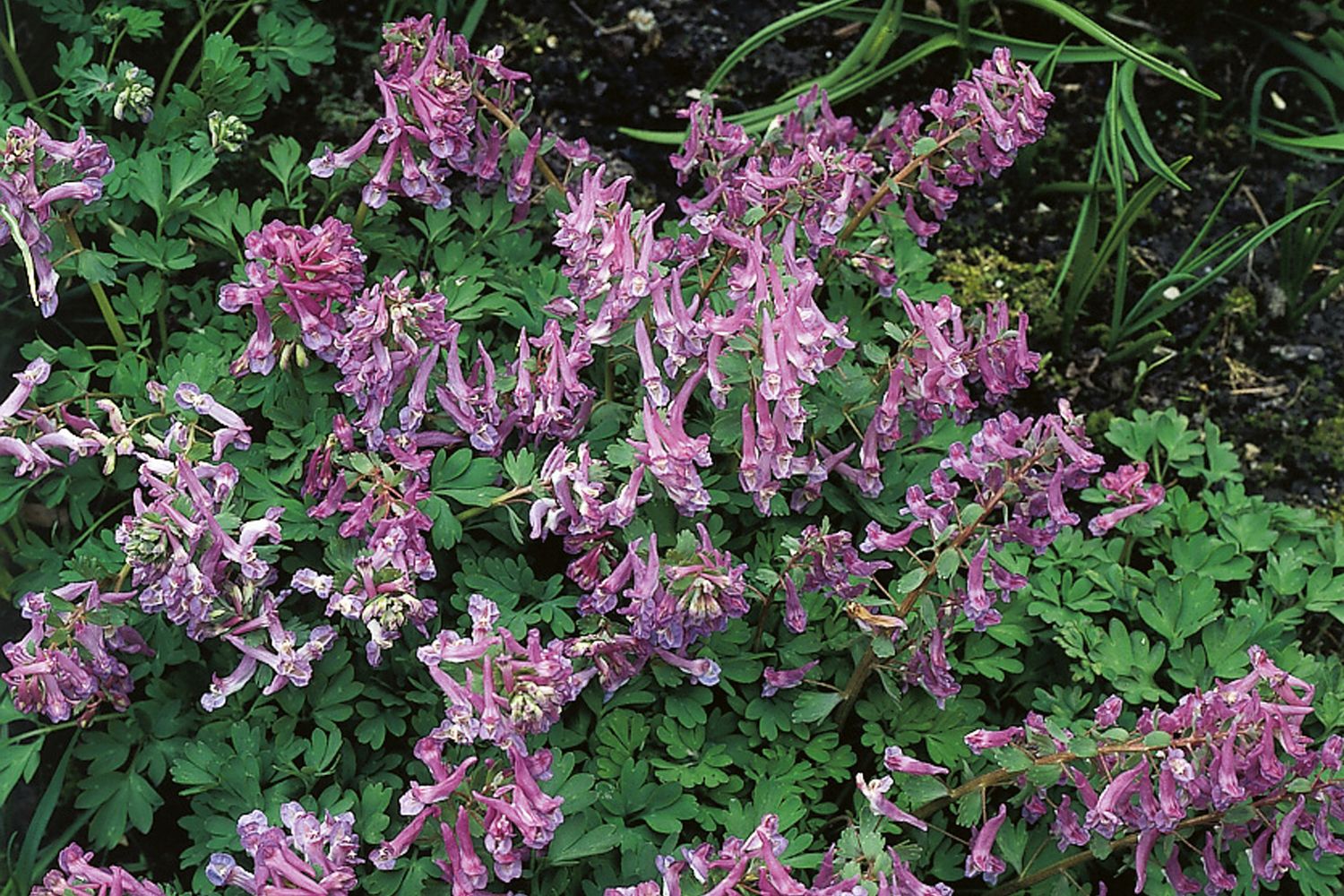 Corydalis solida Festknolliger Lerchensporn