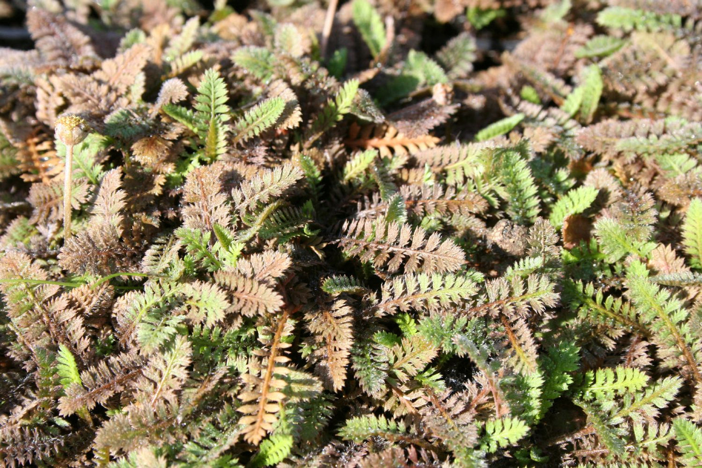 Cotula potentillina Fingerkraut-Fiederteppich