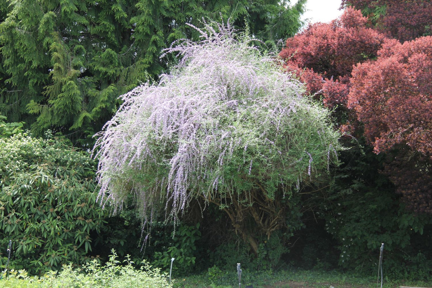 Buddleja alternifolia Chinesischer Sommerflieder