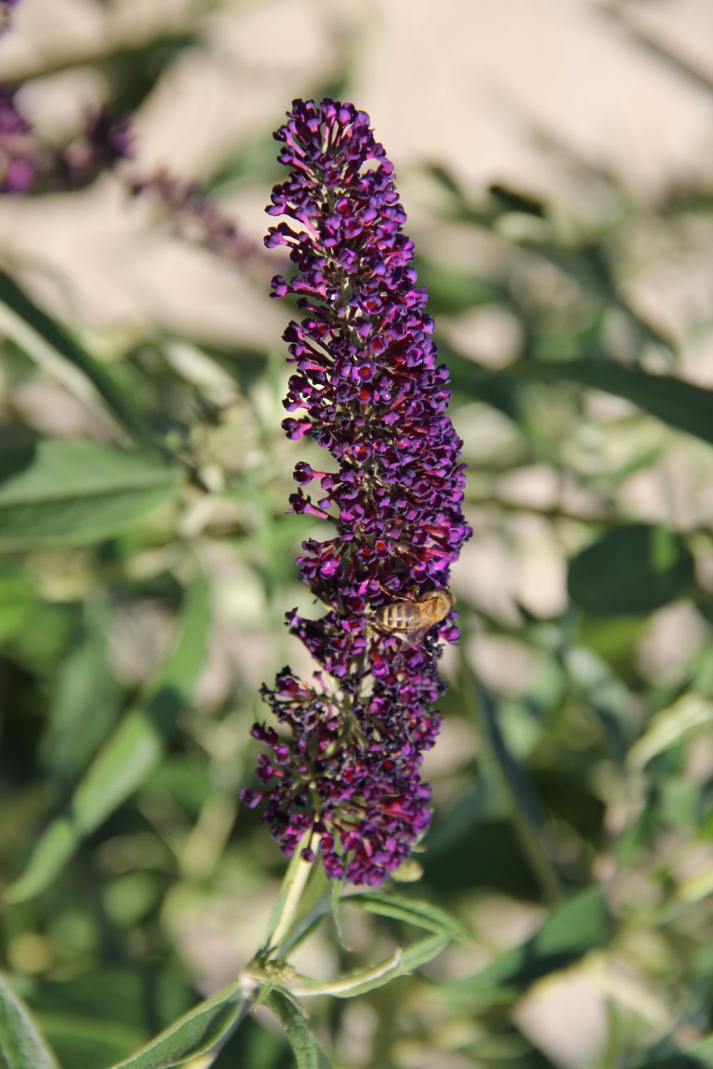 Buddleja davidii 'Black Knight' Sommerflieder
