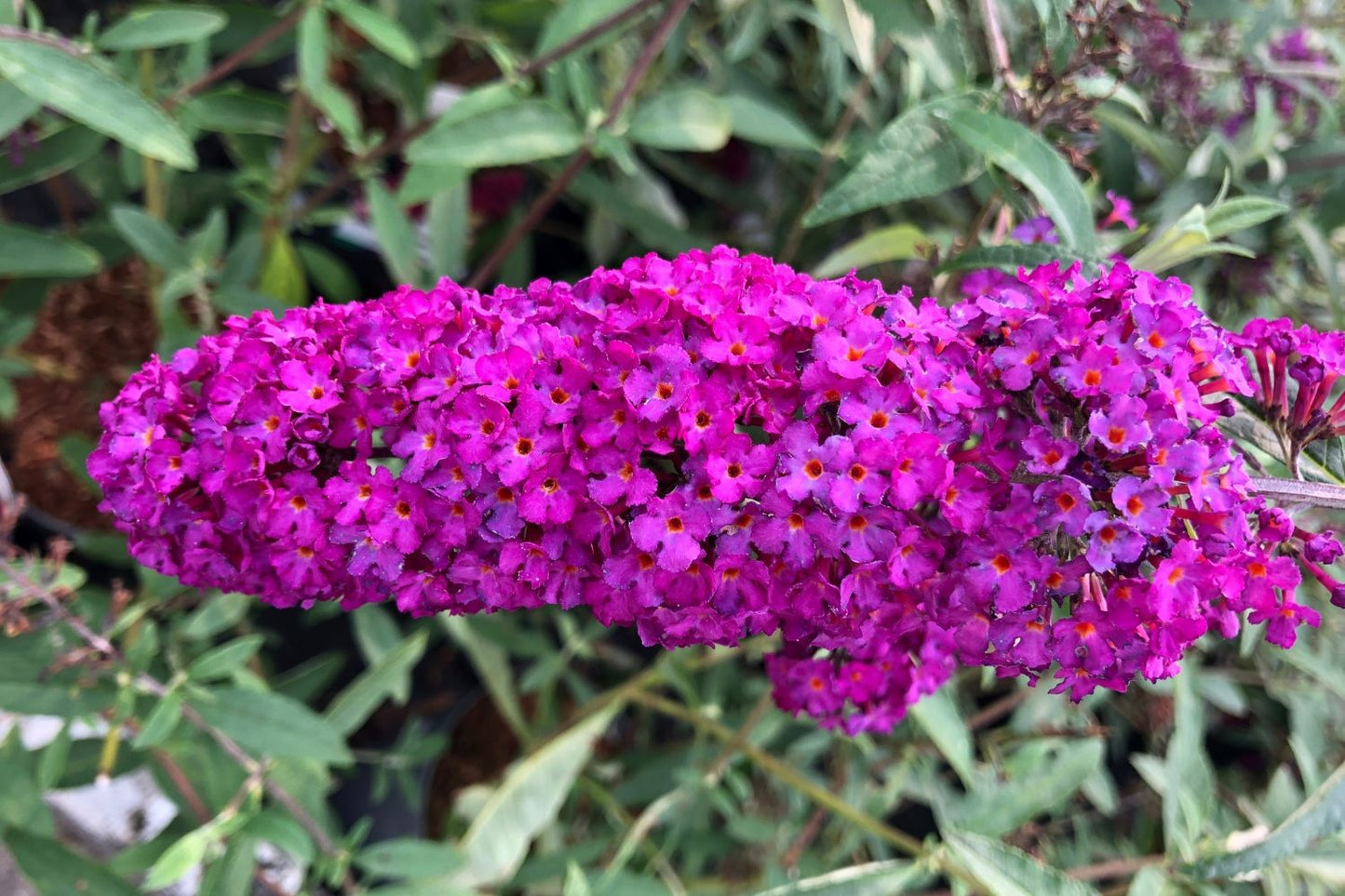 Buddleja davidii 'Royal Red' Sommerflieder
