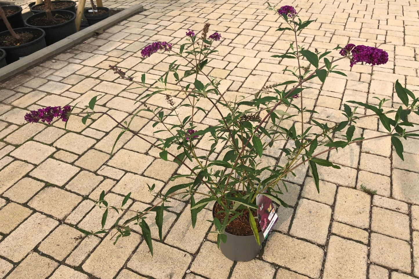Buddleja davidii 'Royal Red' (Sommerflieder)