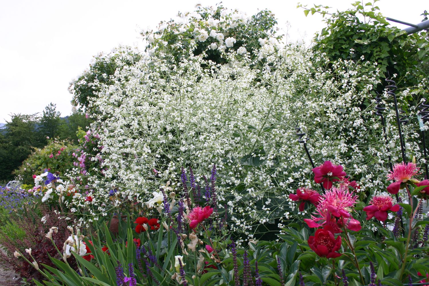Crambe cordifolia Herzblättriger Blütenkohl | Riesen-Schleierkraut
