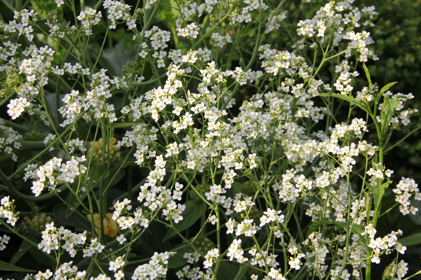 Crambe cordifolia (Herzblättriger Blütenkohl | Riesen-Schleierkraut)