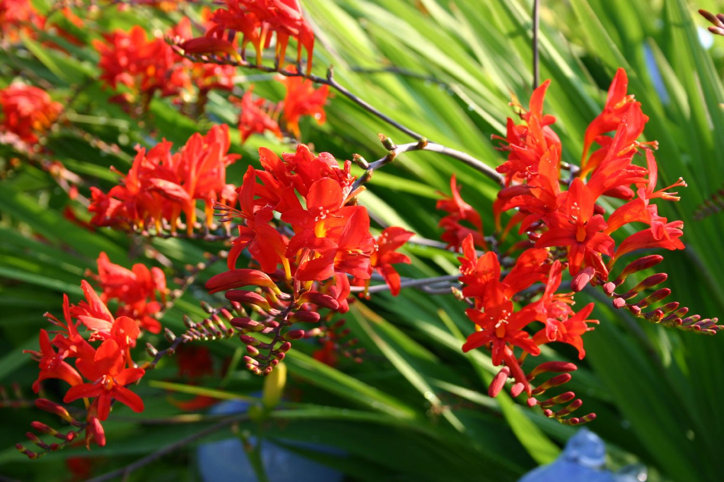 Crocosmia x crocosmiiflora 'Lucifer (Montbretie)