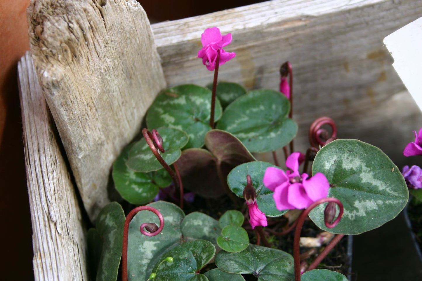 Cyclamen coum Frühlings-Alpenveilchen