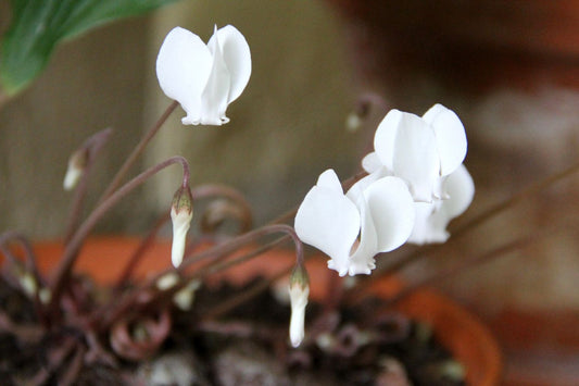 Cyclamen hederifolium 'Album' Weißes Herbst-Alpenveilchen