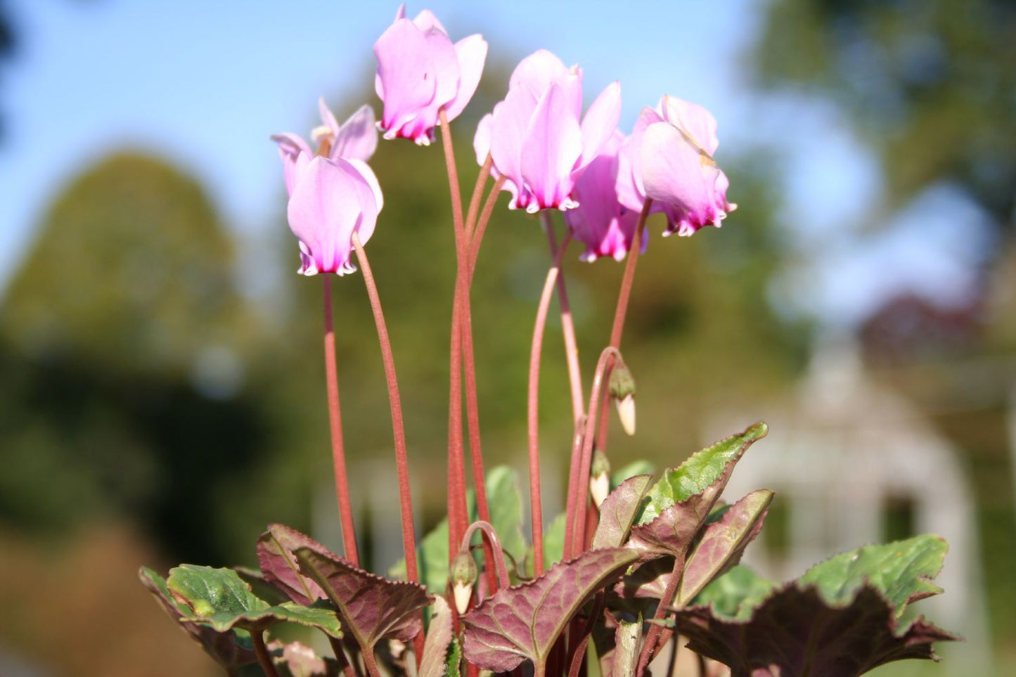 Cyclamen hederifolium (Herbst-Alpenveilchen) Cyclamen hederifolium (Herbst-Alpenveilchen)