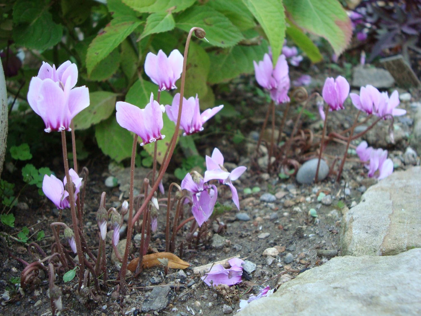 Cyclamen hederifolium (Herbst-Alpenveilchen)