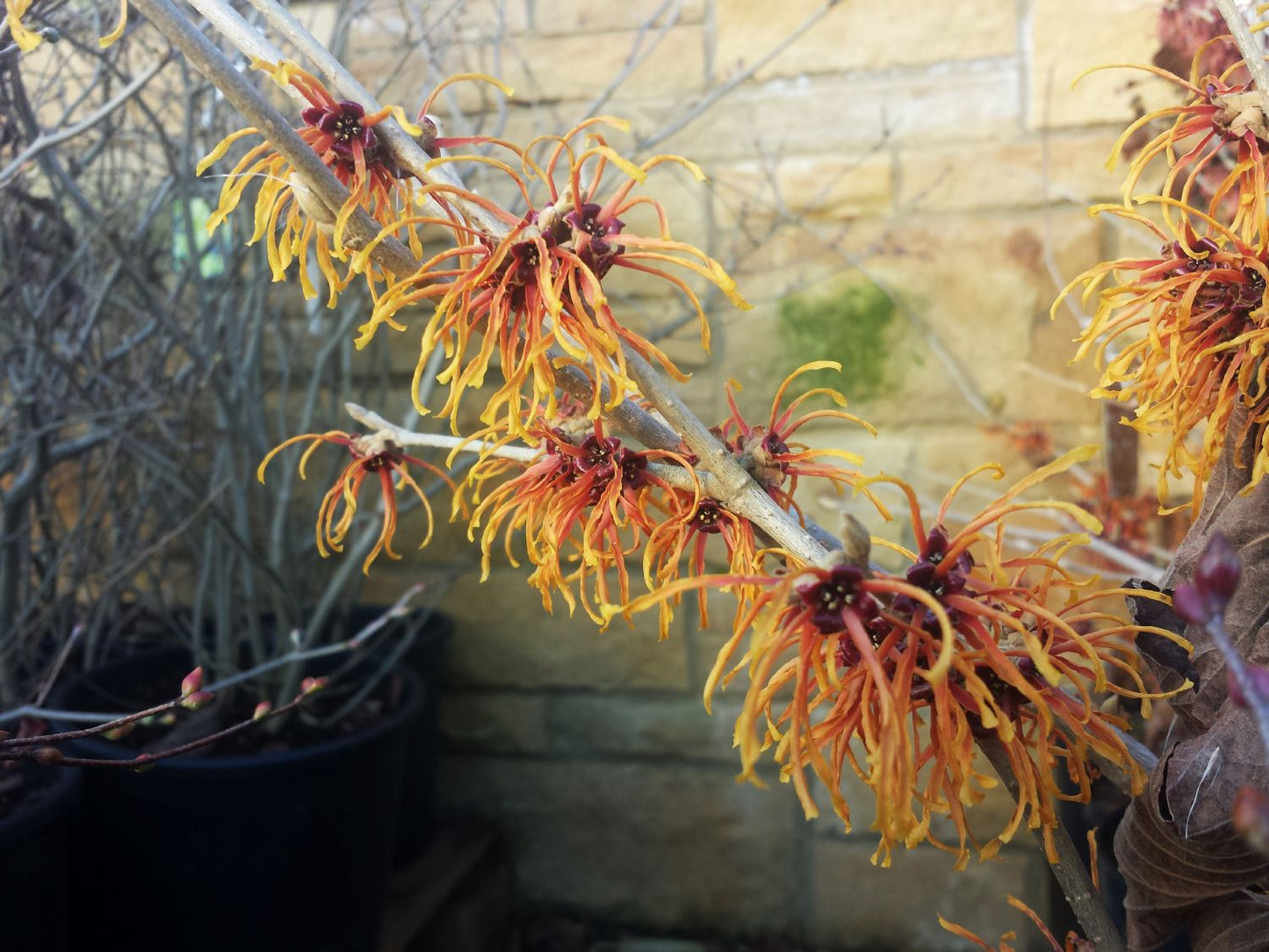 Hamamelis intermedia 'Aphrodite' Großblütige Zaubernuss