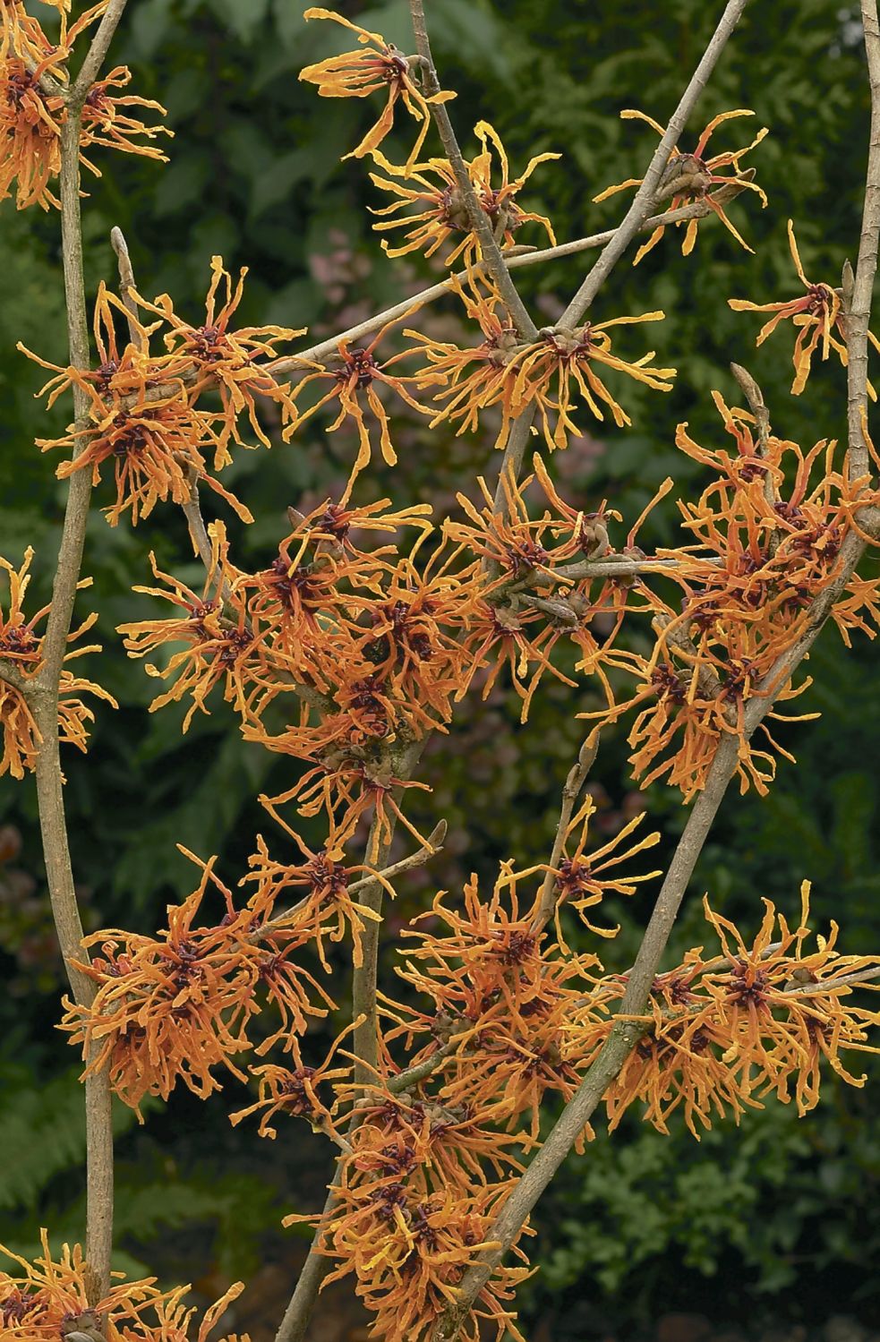 Hamamelis intermedia 'Aphrodite' (Großblütige Zaubernuss)