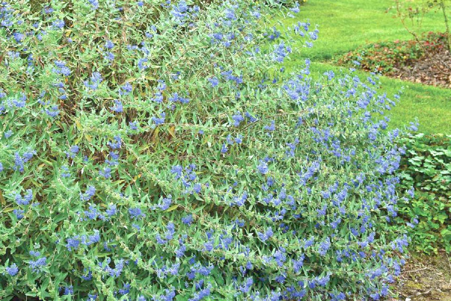 Caryopteris clandonensis 'Heavenly Blue' Bartblume
