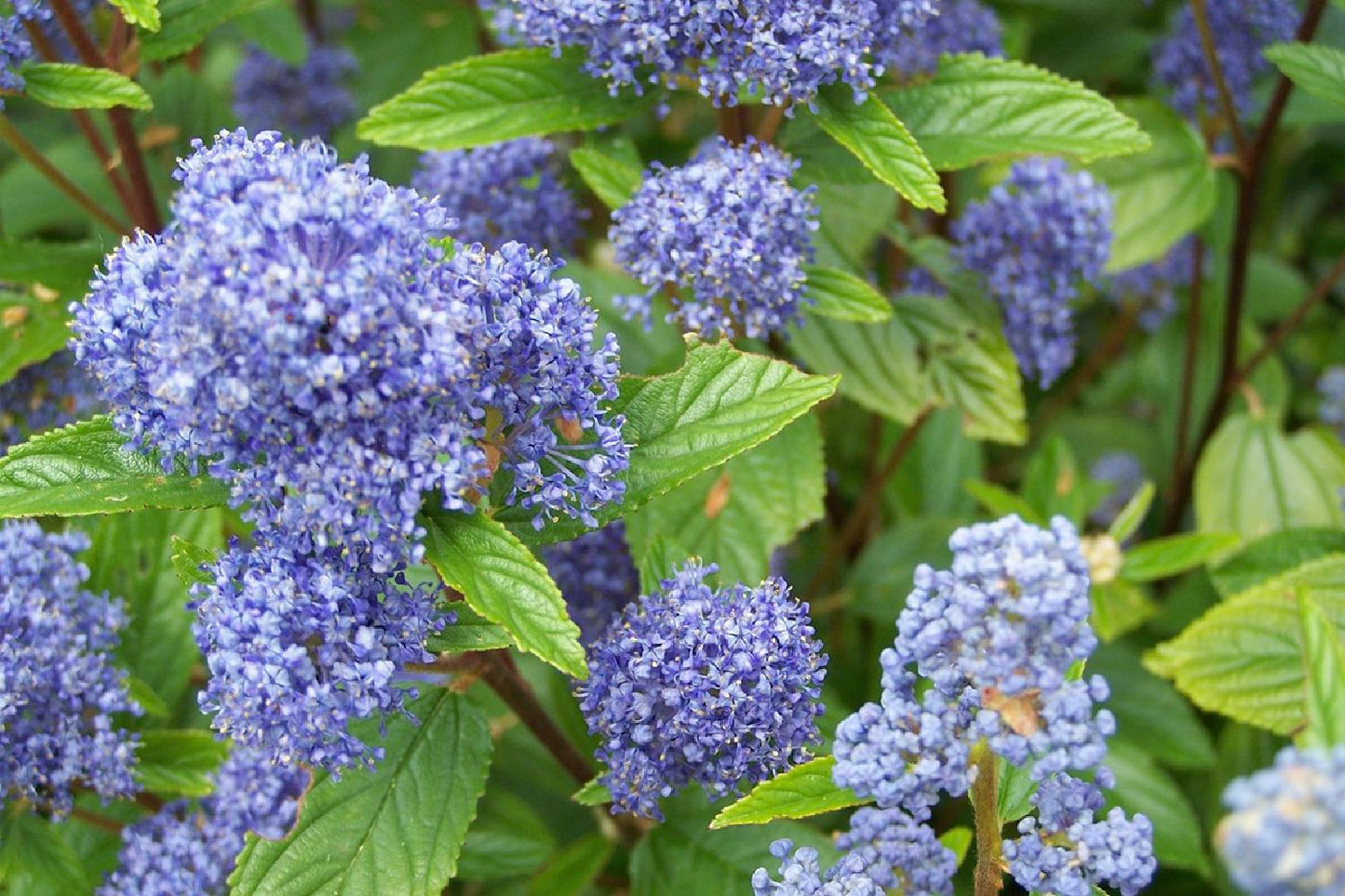 Ceanothus delilianus 'Gloire de Versailles' Säckelblume