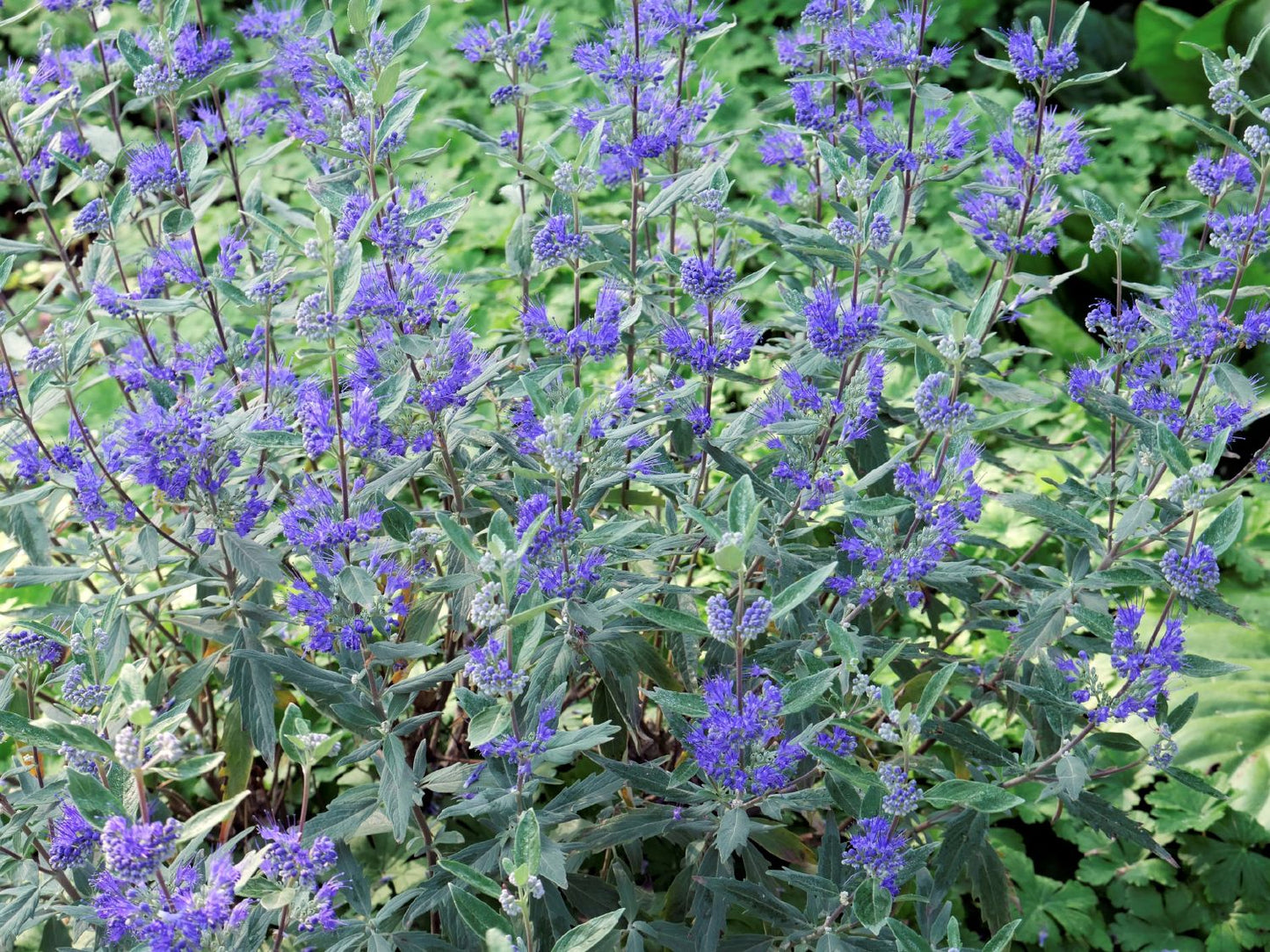 Caryopteris x clandonensis 'Dark Knight' Bartblume