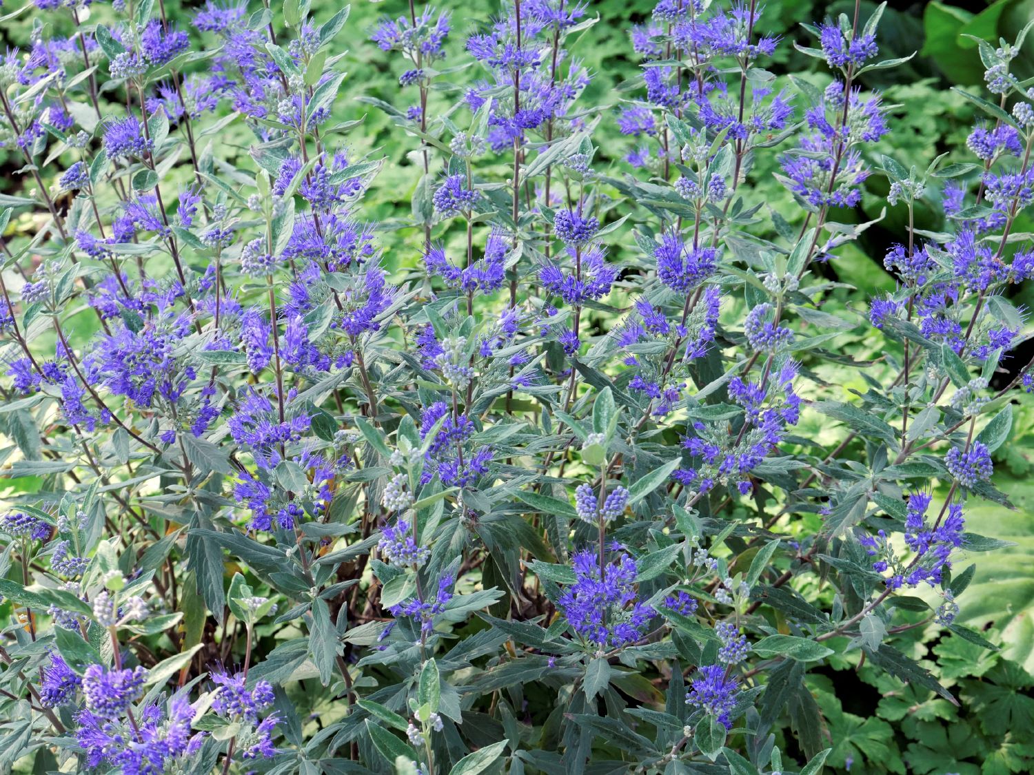 Caryopteris x clandonensis 'Dark Knight' Bartblume