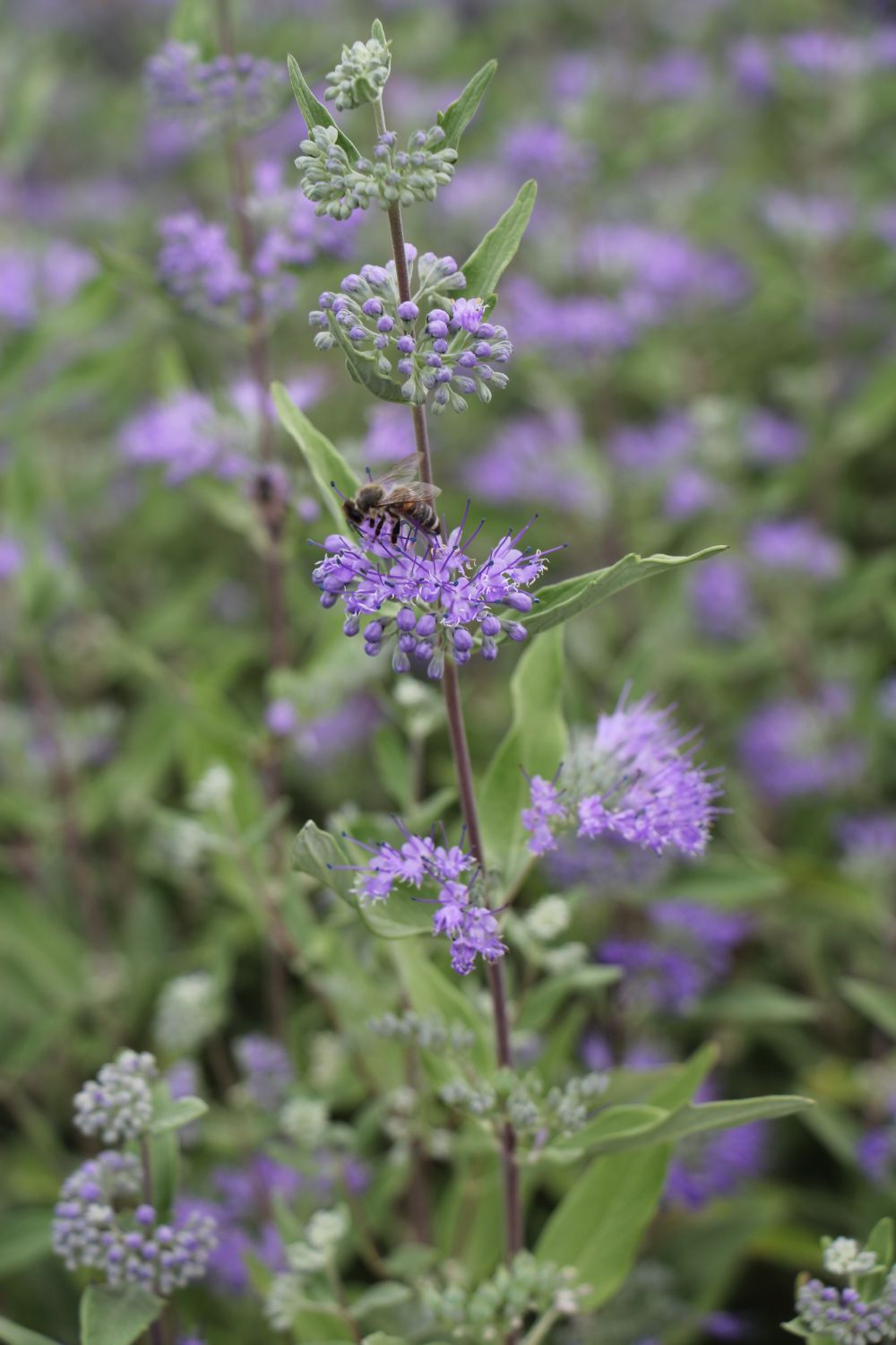 Caryopteris x clandonensis 'Dark Knight' Bartblume