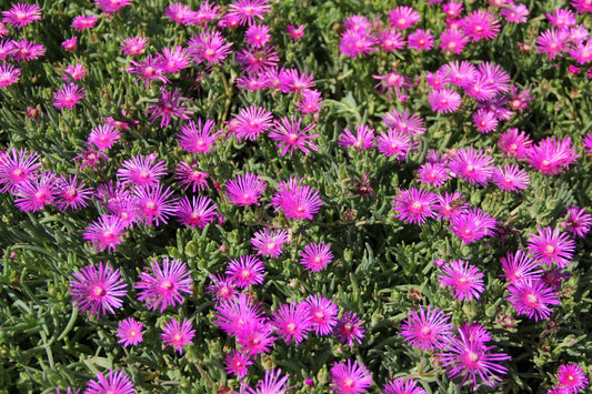 Delosperma cooperi Coopers Mittagsblume