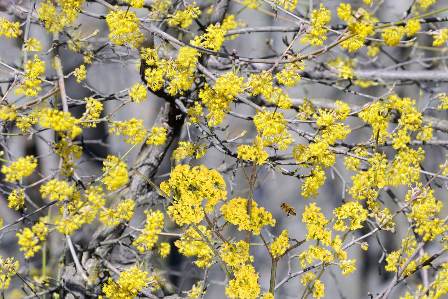 Cornus mas Kornelkirsche