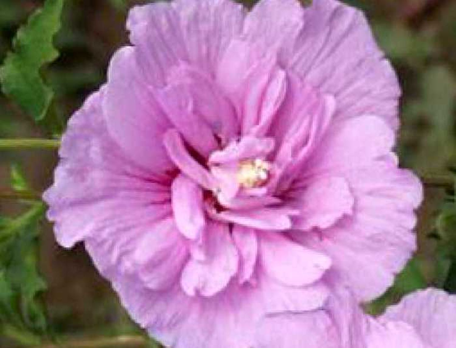 Hibiscus syriacus 'Lavender Chiffon' ® Rosen- bzw. Strauch-Eibisch