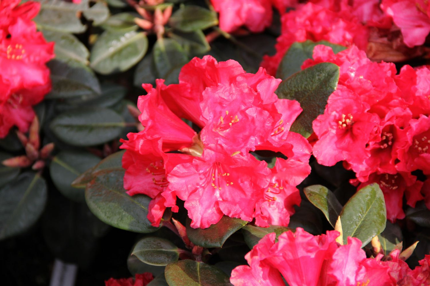 Rhododendron williamsianum 'Tromba' Azalee