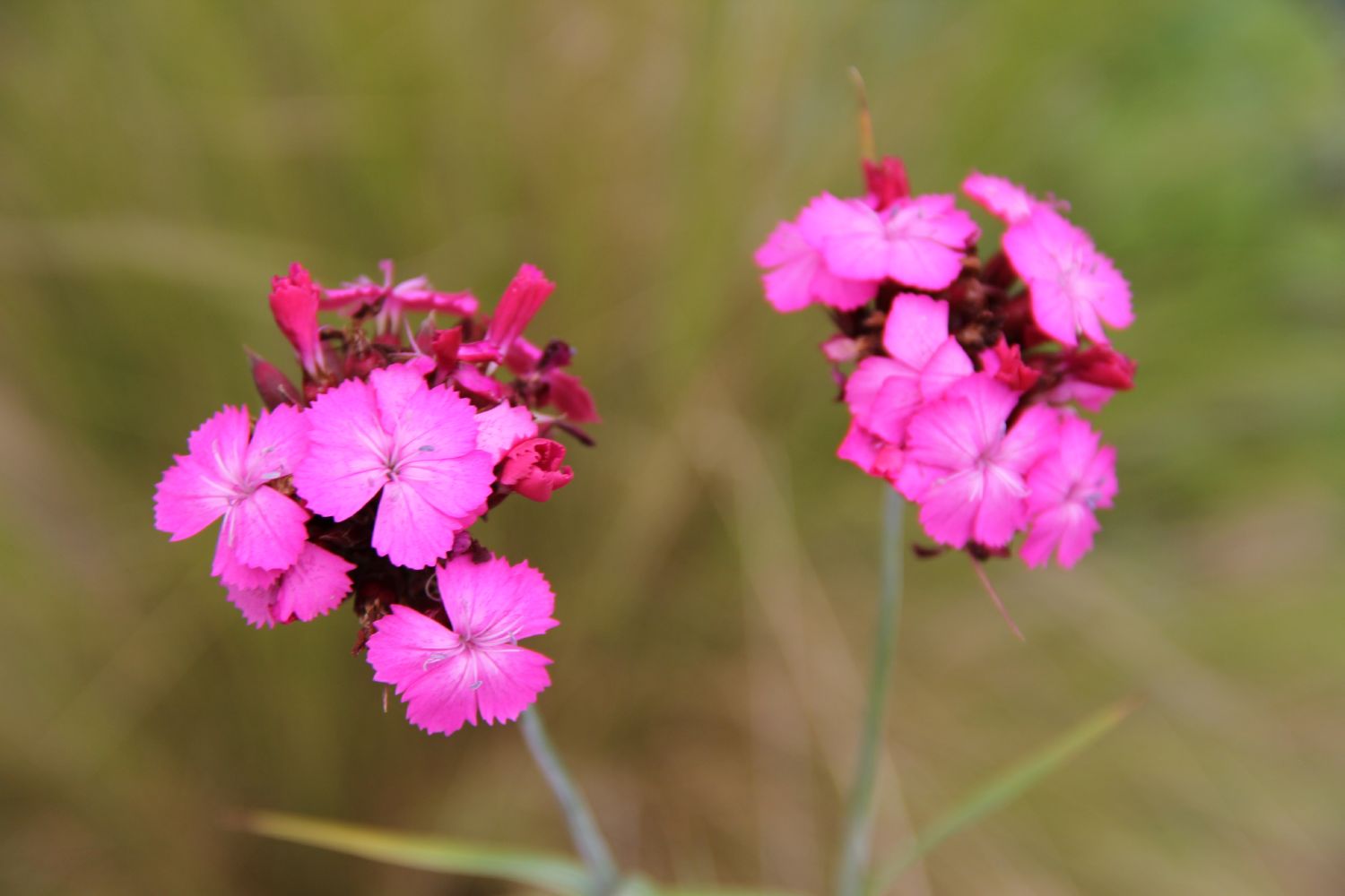 Dianthus carthusianorum Kartäuser-Nelke