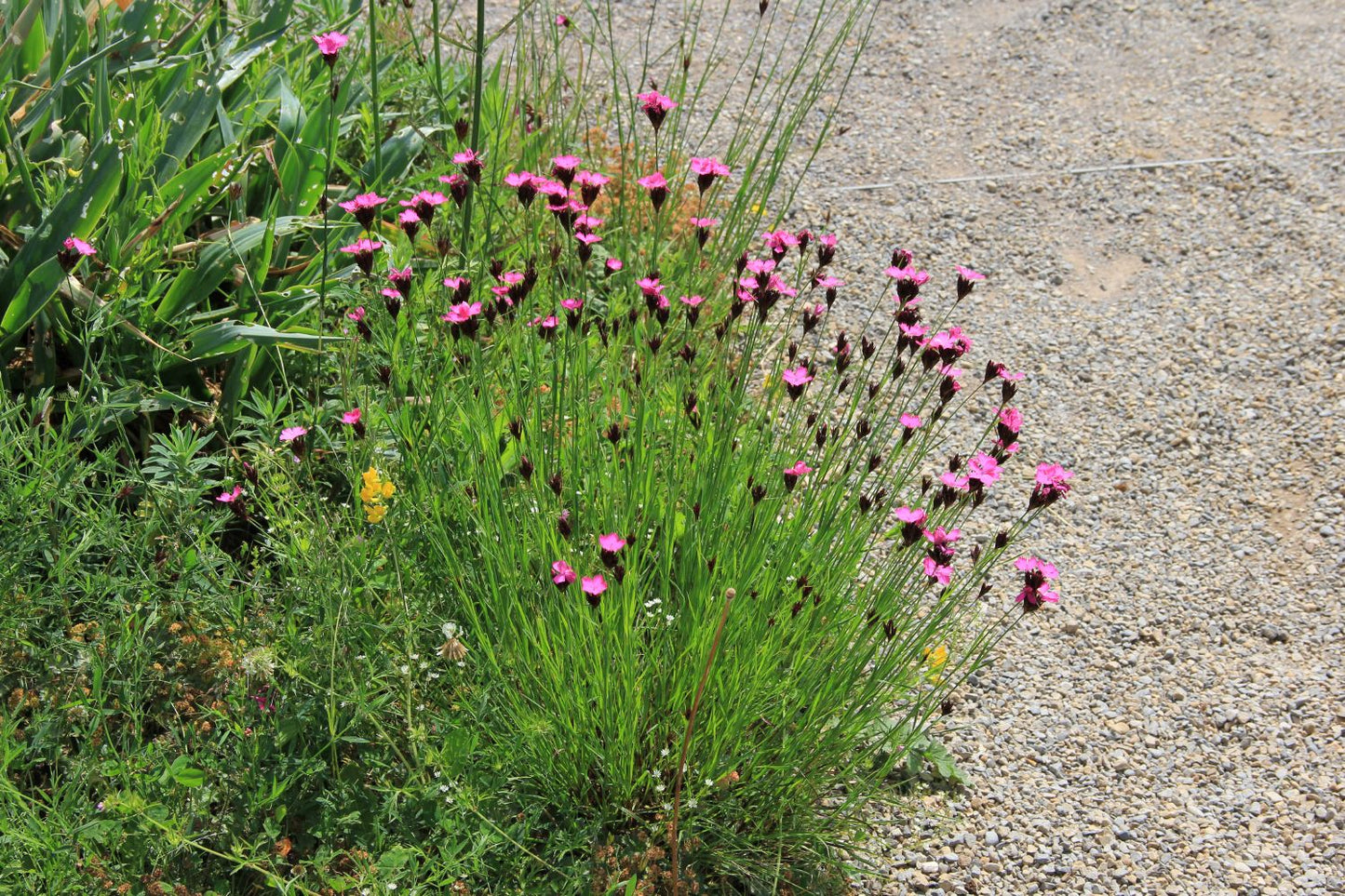 Dianthus carthusianorum (Kartäuser-Nelke) Dianthus carthusianorum (Kartäuser-Nelke)