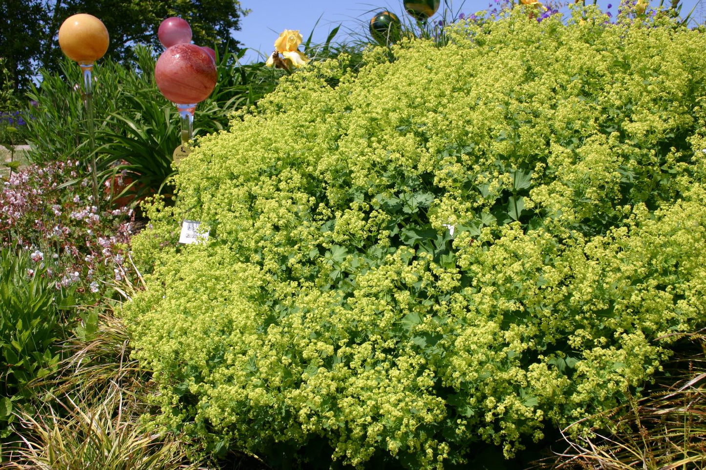 Alchemilla erythropoda Frauenmantel Alchemilla erythropoda Frauenmantel