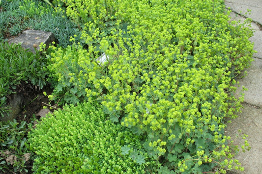 Alchemilla erythropoda Frauenmantel