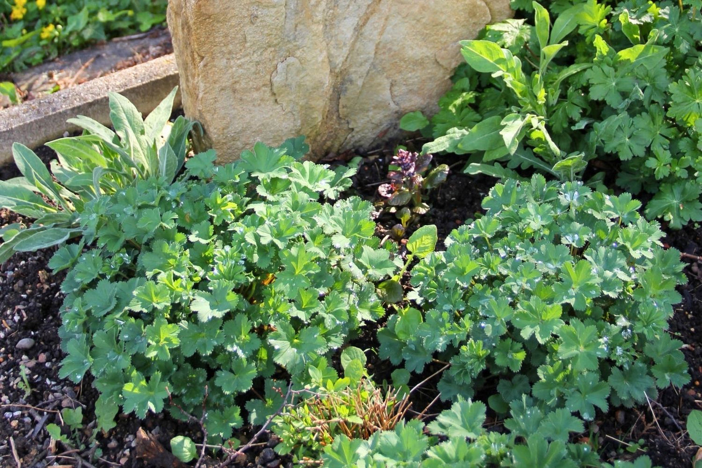 Alchemilla erythropoda (Frauenmantel)