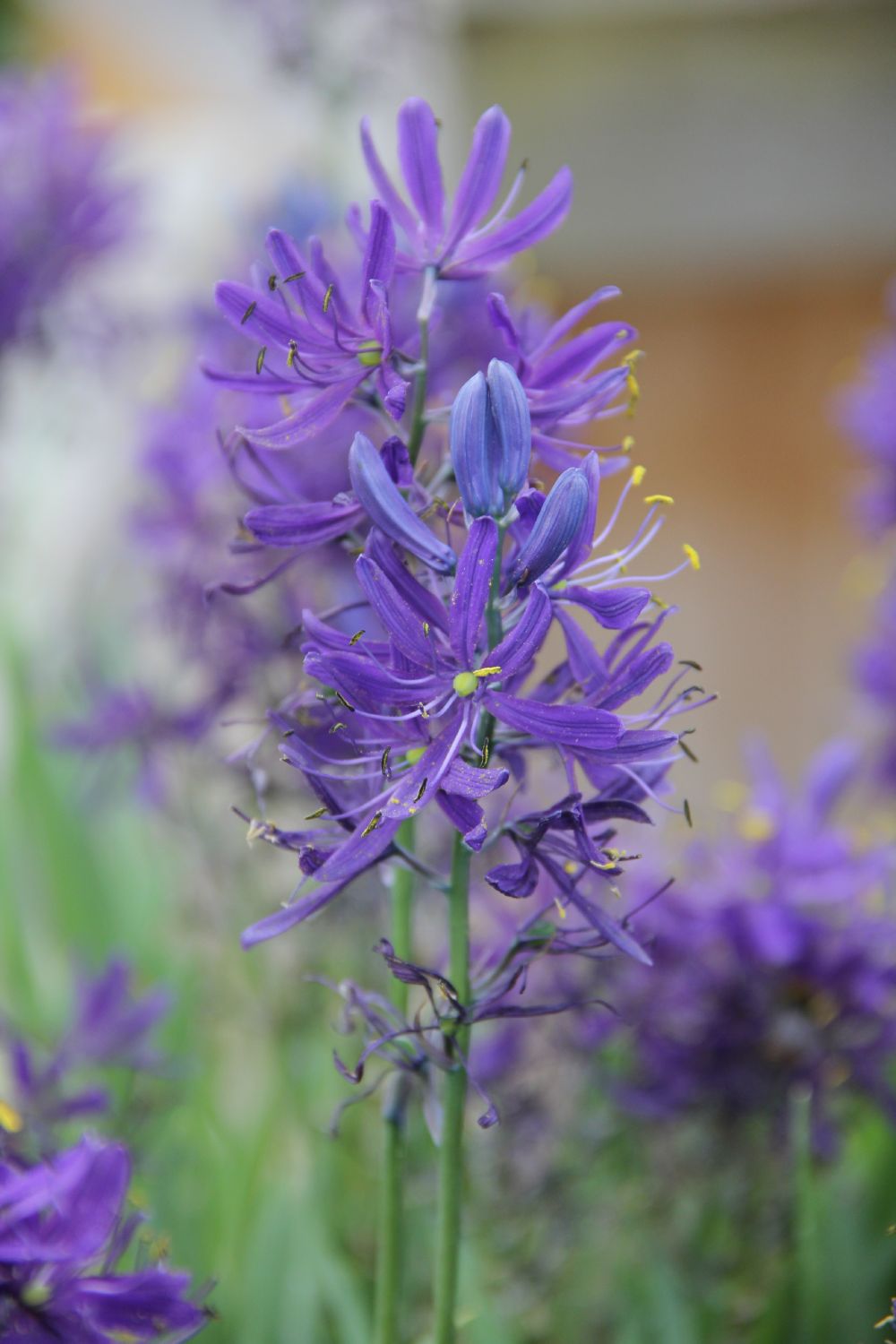 Camassia quamash Prärielilie