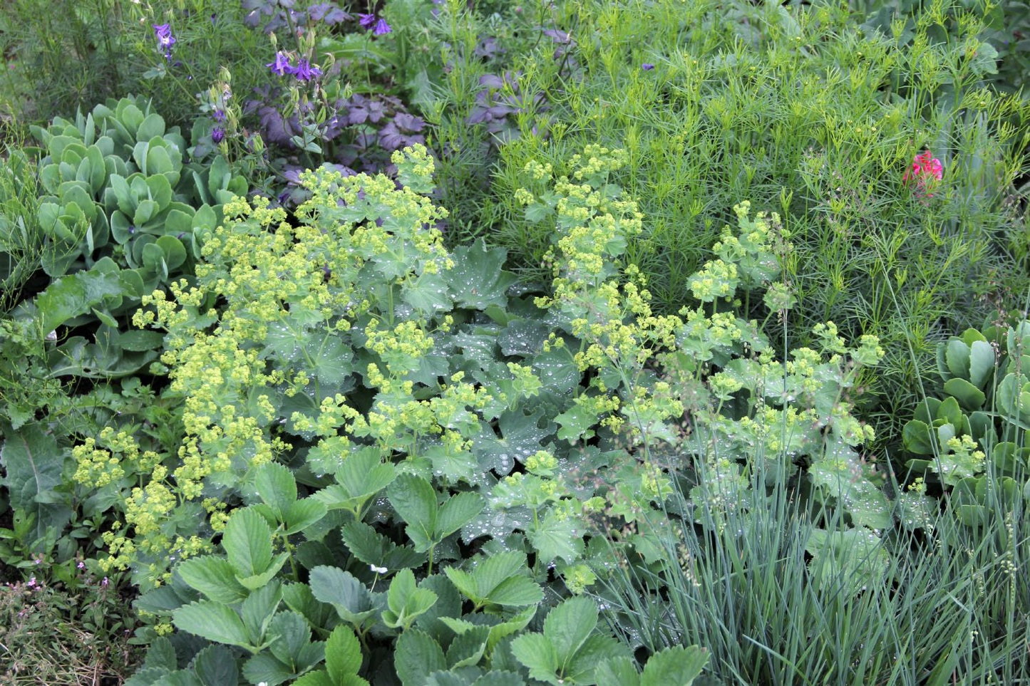 Alchemilla mollis Frauenmantel Alchemilla mollis Frauenmantel