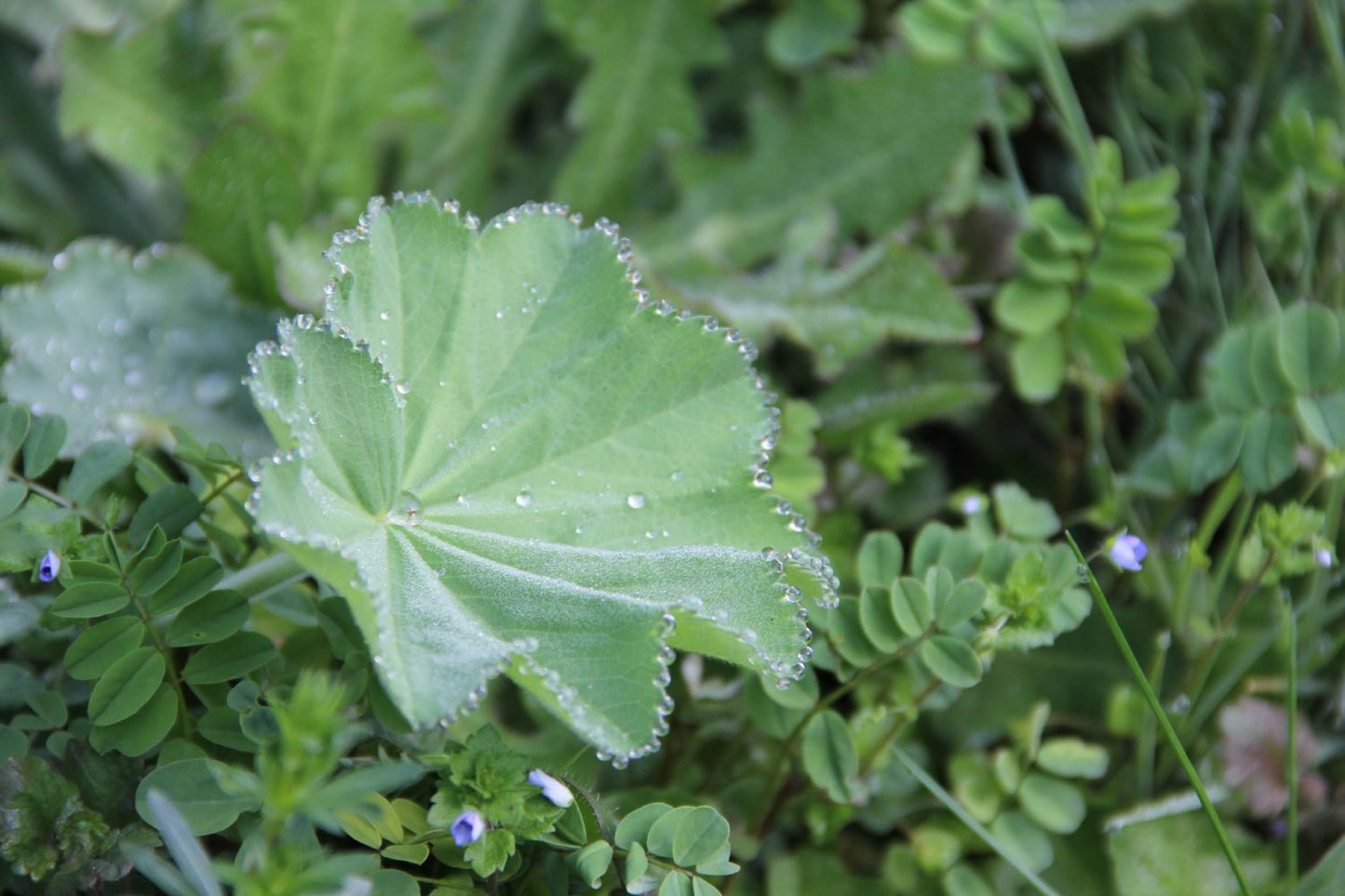 Alchemilla mollis (Frauenmantel) Alchemilla mollis (Frauenmantel)