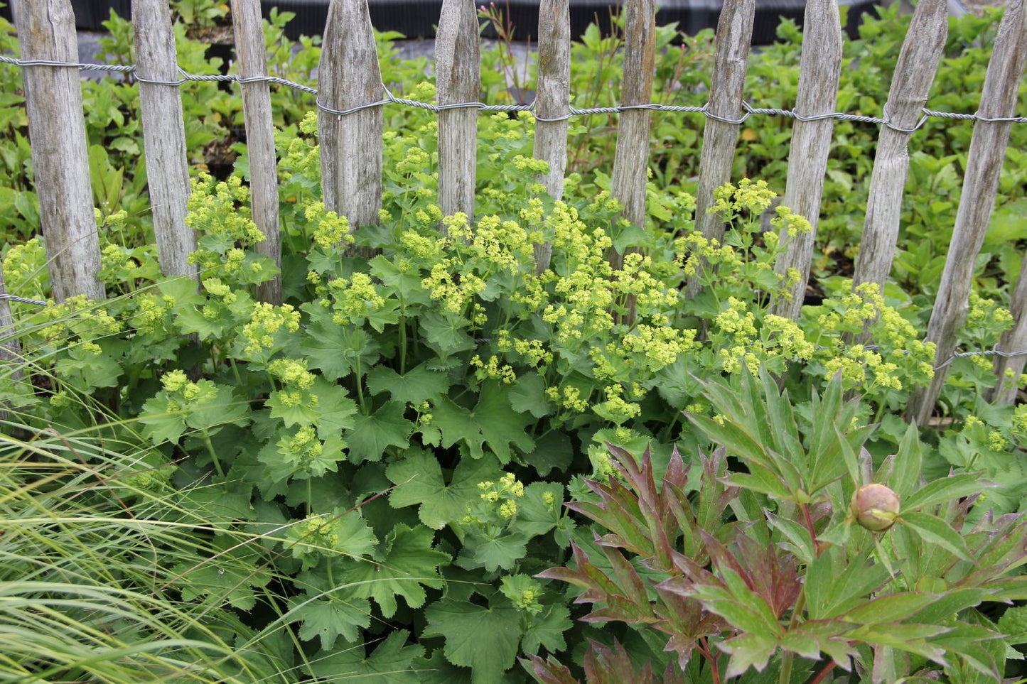 Alchemilla mollis (Frauenmantel)