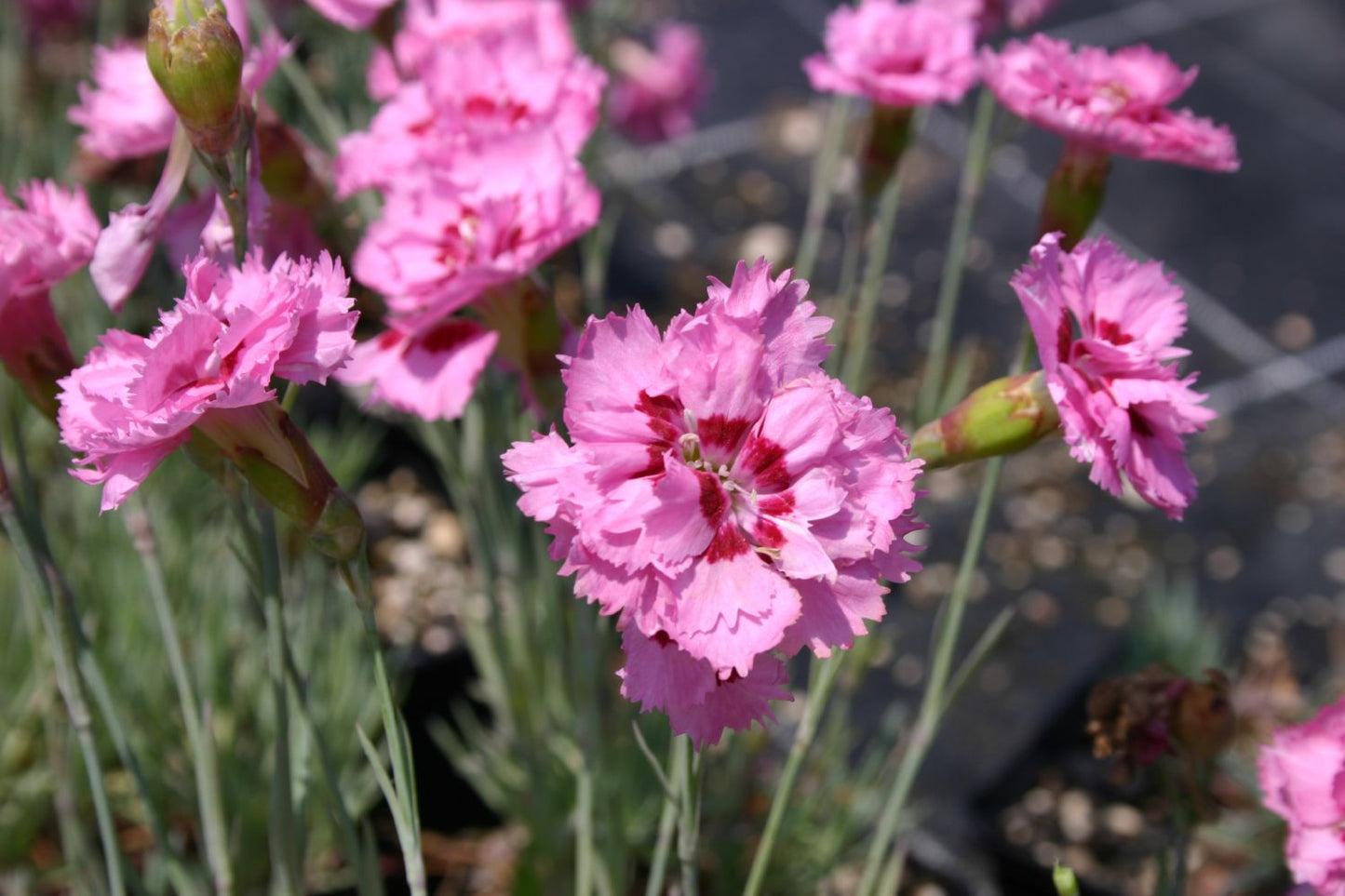 Dianthus plumarius 'Maggie' Federnelke