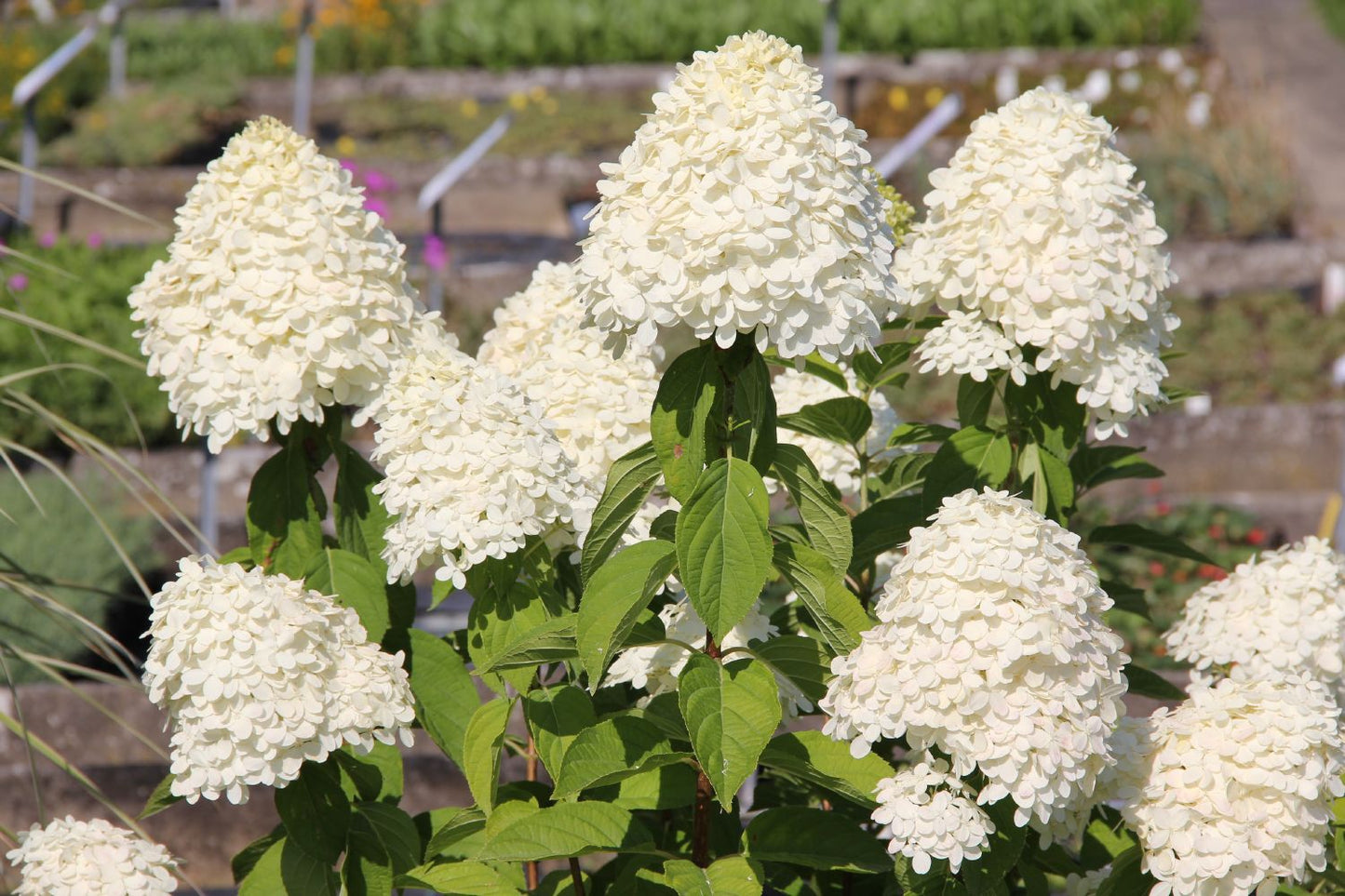 Hydrangea paniculata 'Limelight' -S- Rispenhortensie