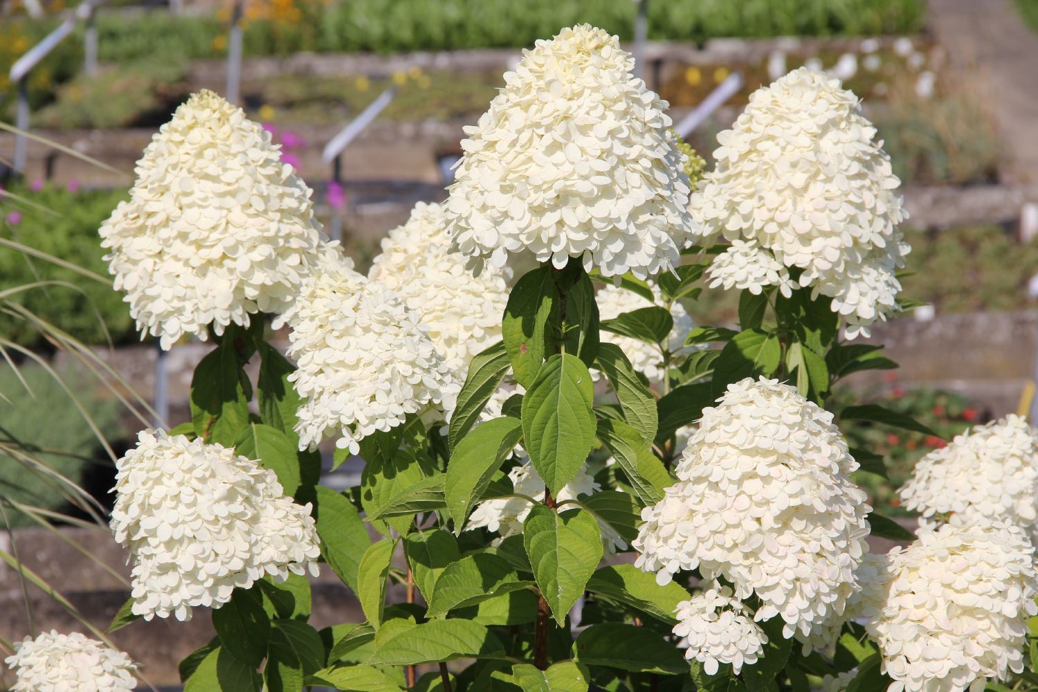 Hydrangea paniculata 'Limelight' -S- Rispenhortensie