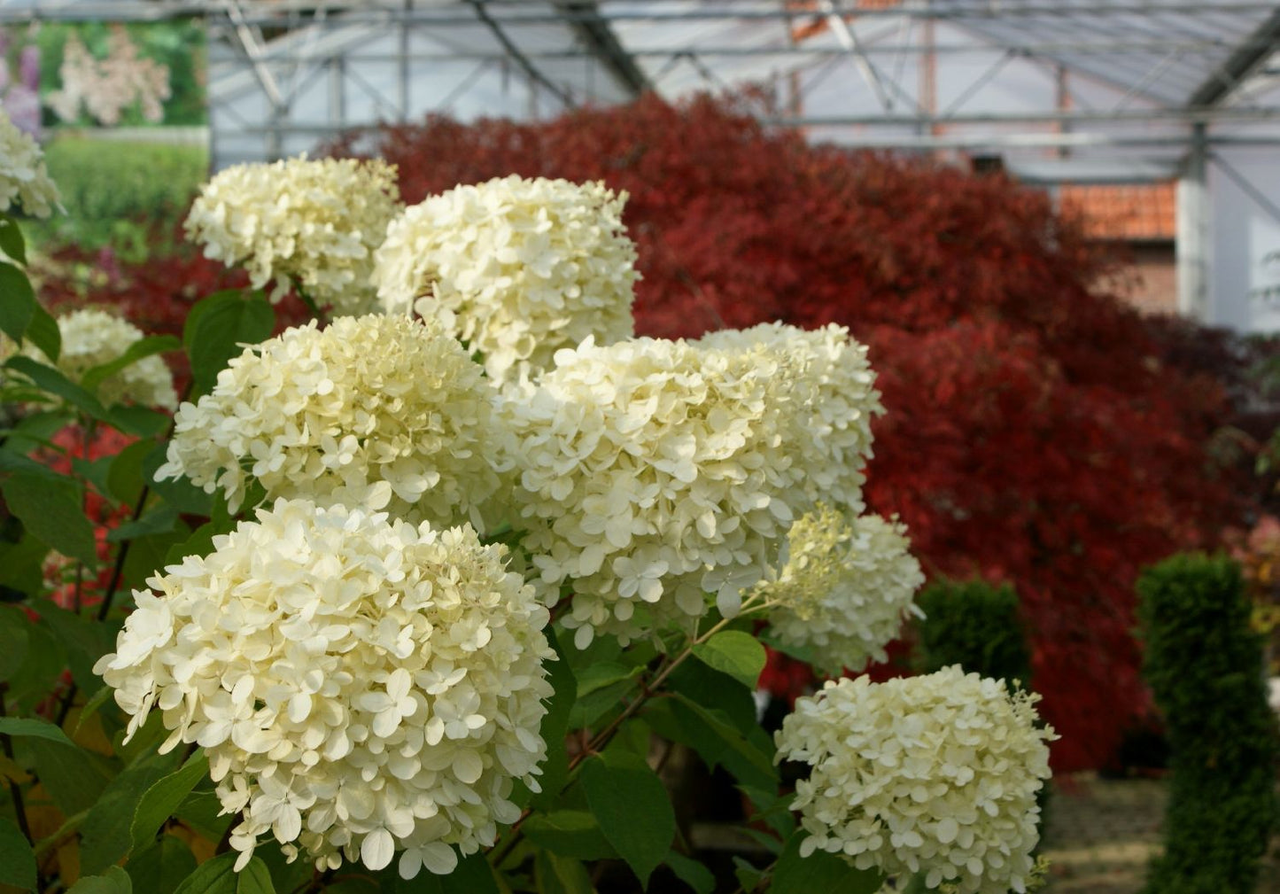 Hydrangea paniculata 'Limelight' -S- (Rispenhortensie)